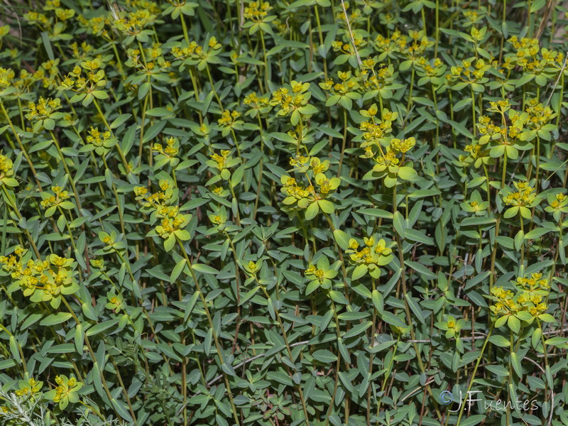 Euphorbia squamigera.26
