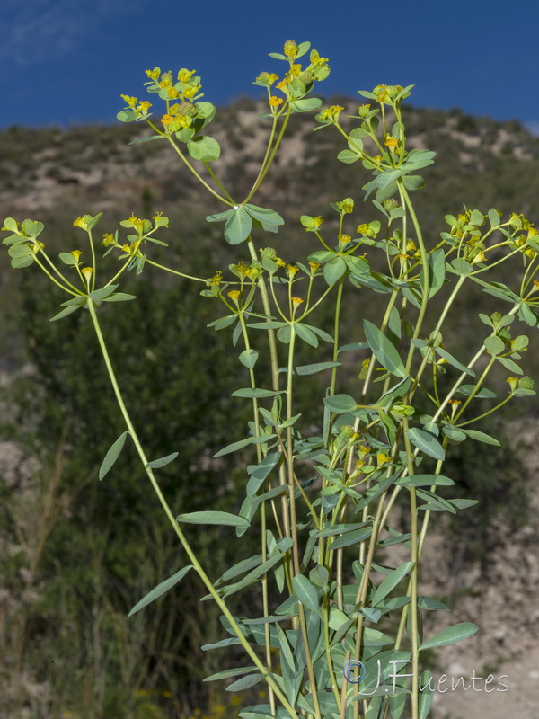 Euphorbia squamigera.27