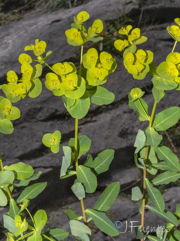 Euphorbia squamigera.28