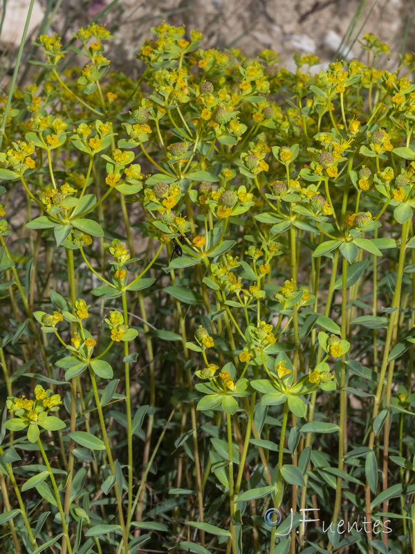 Euphorbia squamigera.32