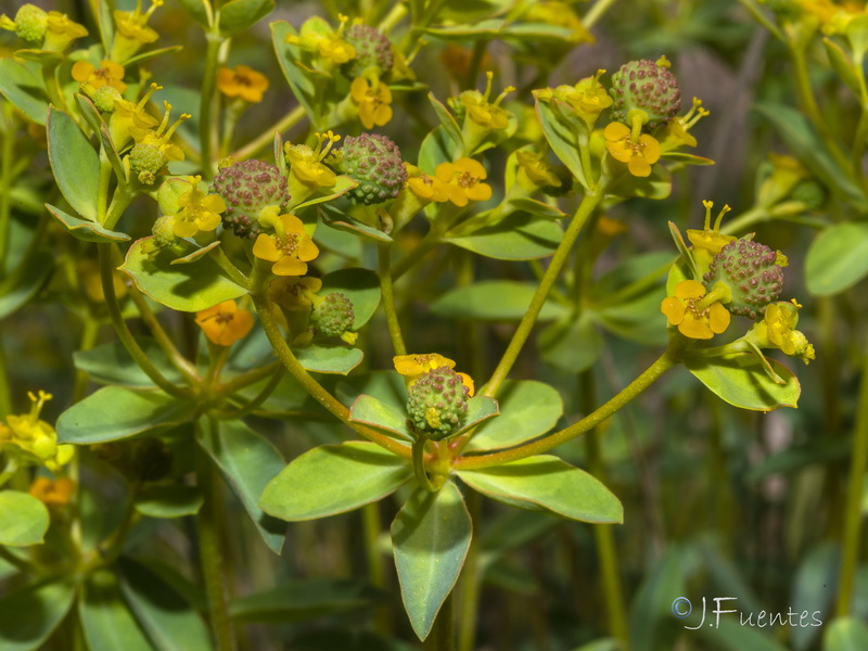 Euphorbia squamigera.40