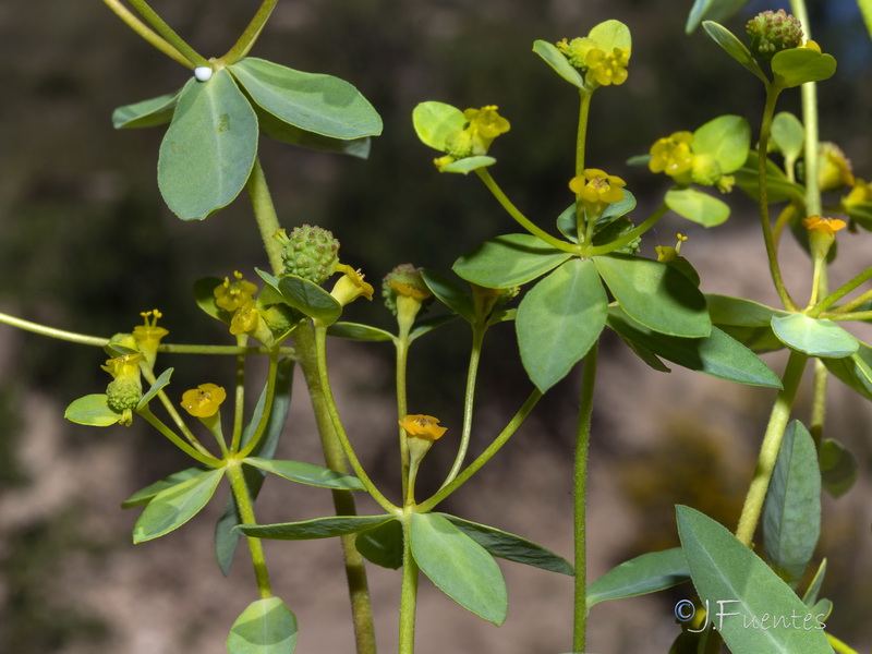 Euphorbia squamigera.41