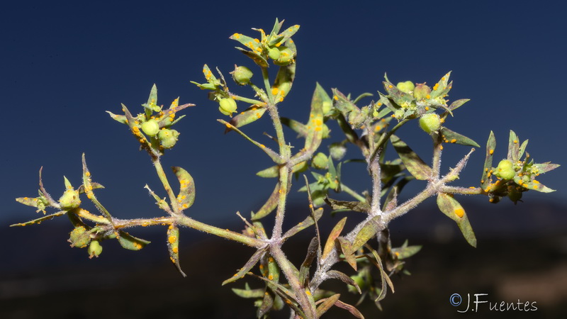 Euphorbia sulcata.01