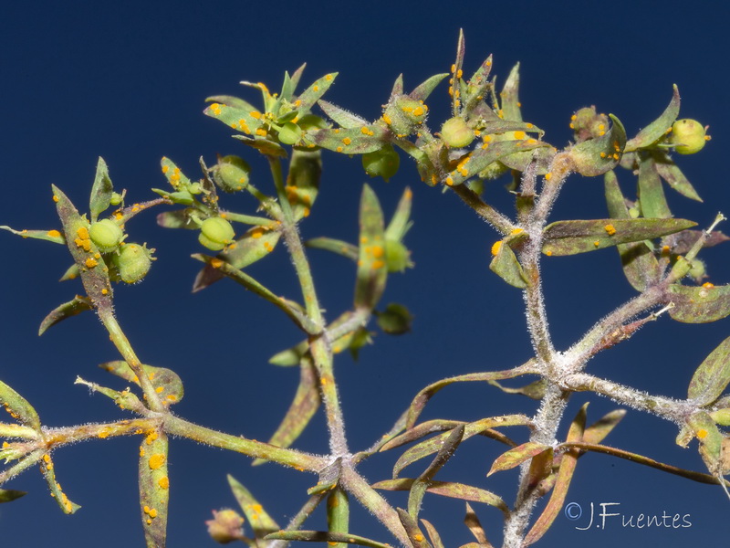 Euphorbia sulcata.02