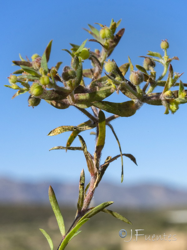 Euphorbia sulcata.03