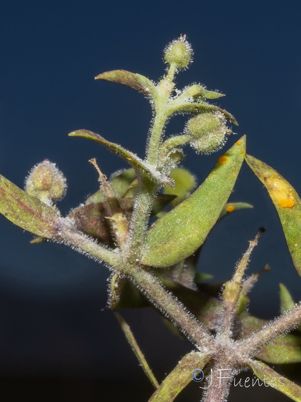 Euphorbia sulcata.04