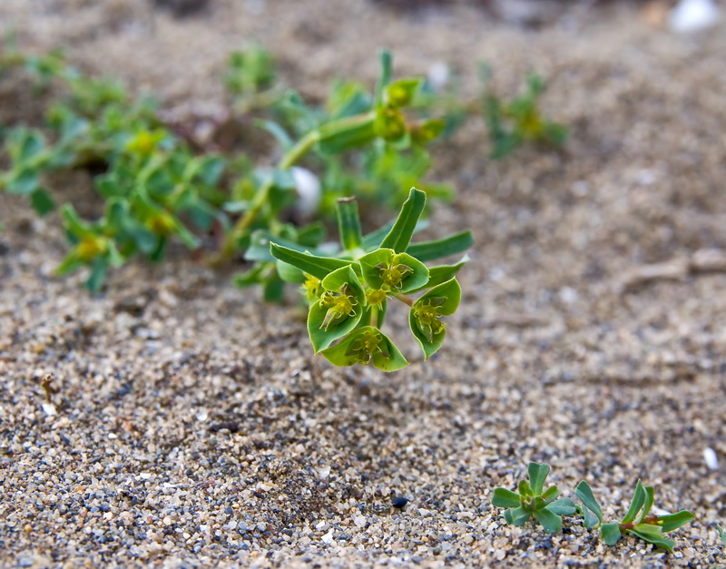 Euphorbia terracina.01