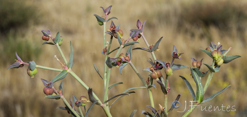 Euphorbia terracina.02