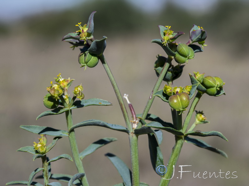 Euphorbia terracina.07