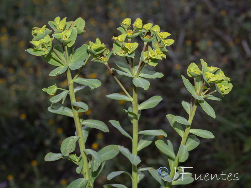 Euphorbia terracina.03