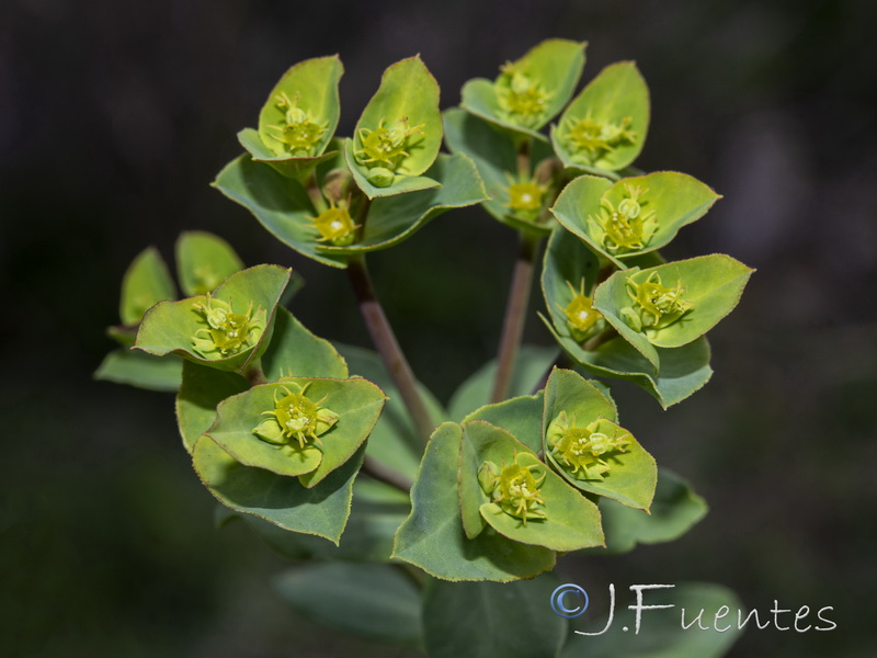 Euphorbia terracina.10