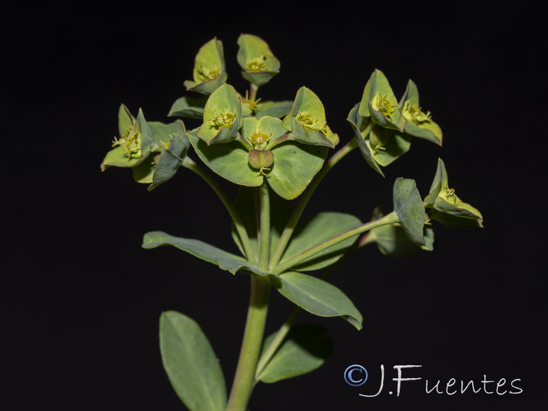 Euphorbia terracina.11