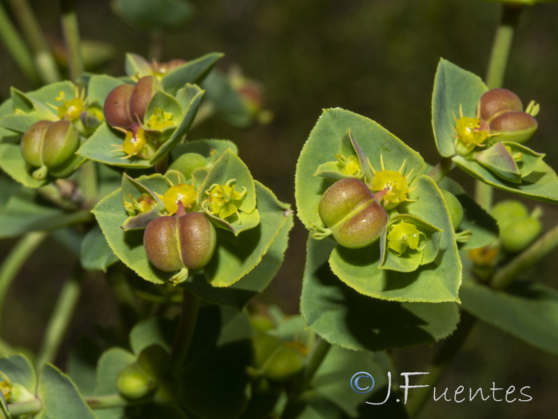 Euphorbia terracina.12