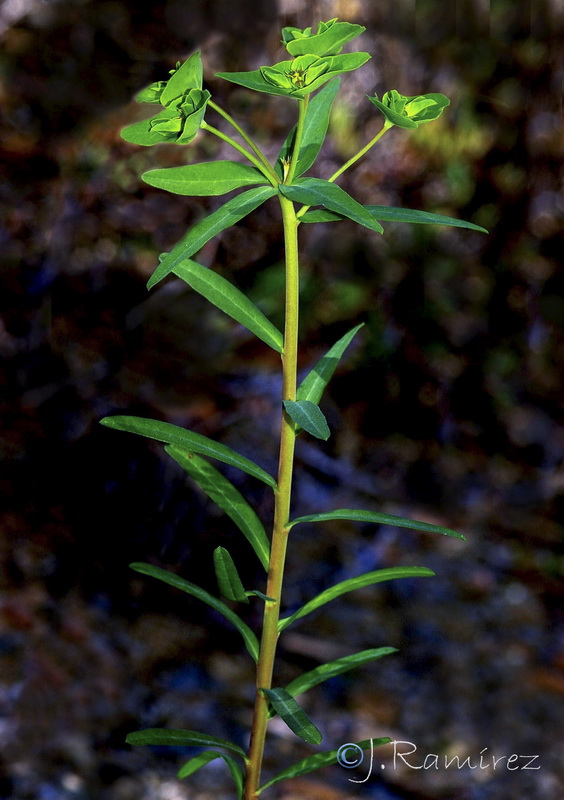 Euphorbia terracina.13