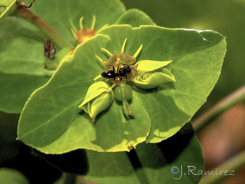 Euphorbia terracina.14