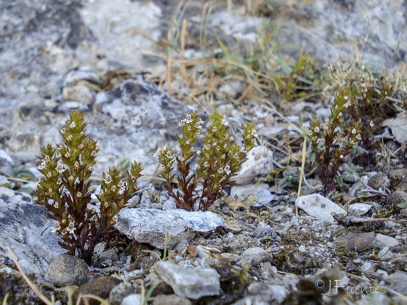 Euphrasia salisburgensis.01