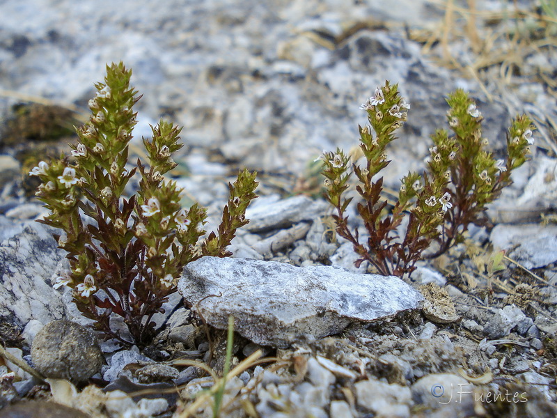 Euphrasia salisburgensis.02