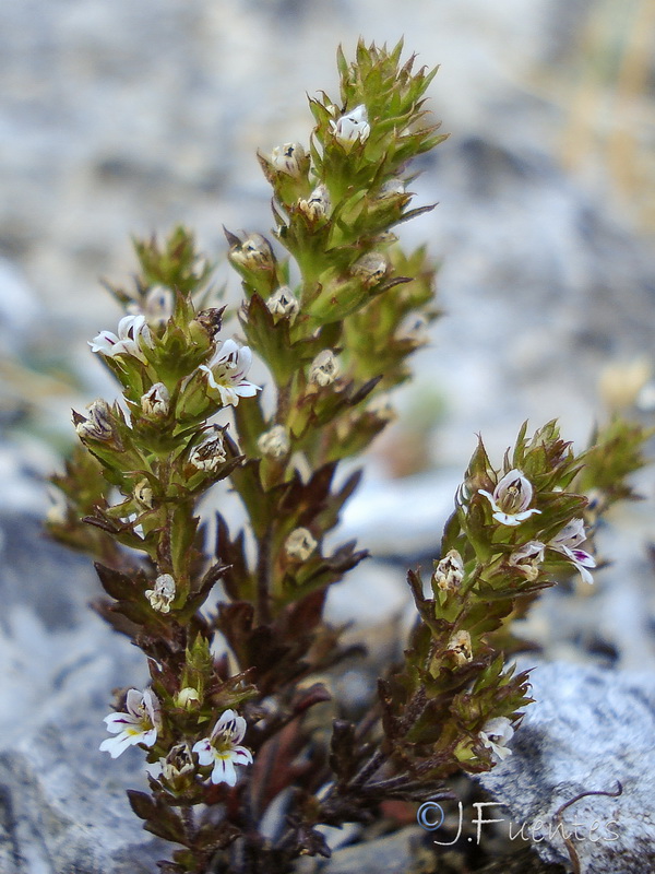 Euphrasia salisburgensis.04