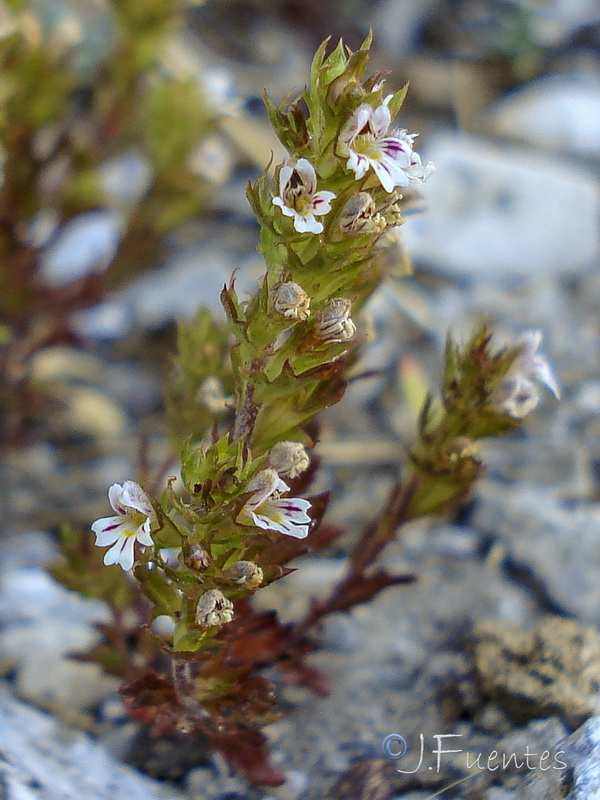Euphrasia salisburgensis.05
