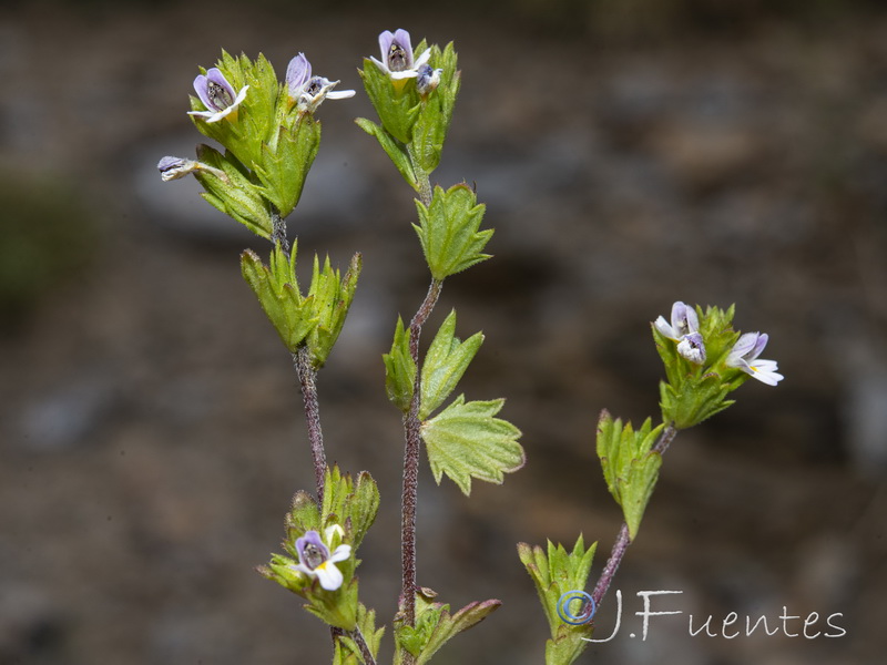 Euphrasia salisburgensis.06