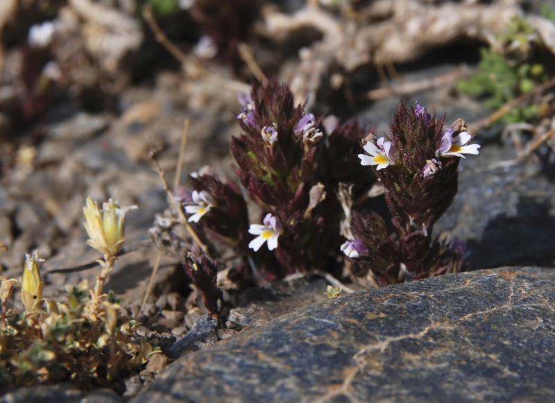 Euphrasia willkommii.02