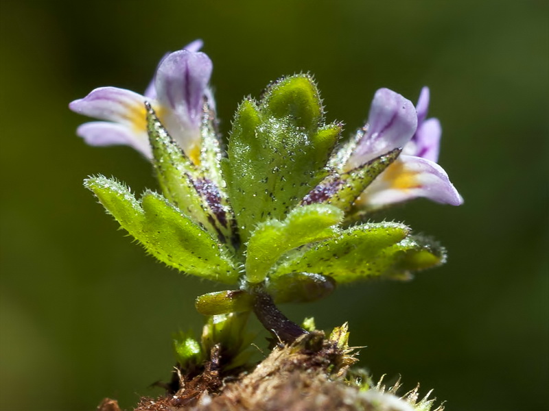 Euphrasia willkommii.09