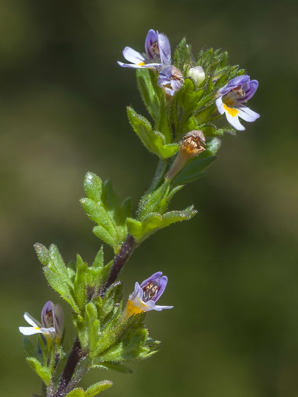 Euphrasia willkommii.14