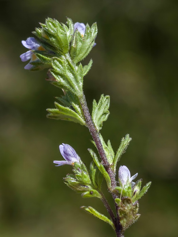 Euphrasia willkommii.15