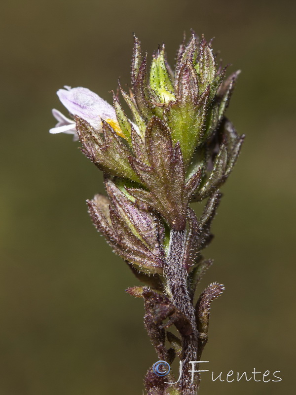 Euphrasia willkommii.06