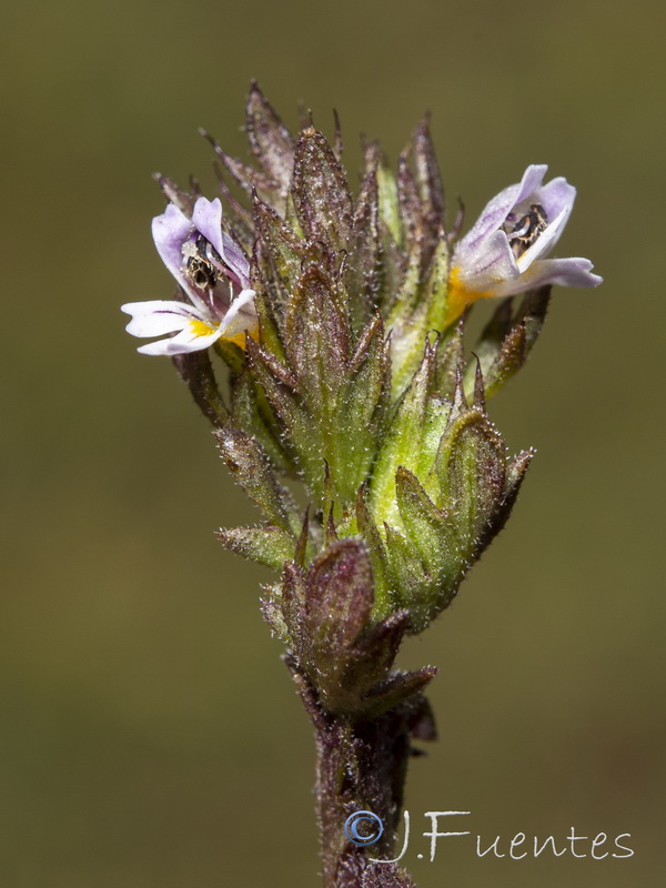 Euphrasia willkommii.21