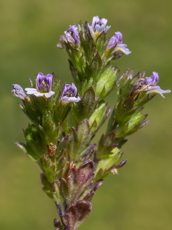 Euphrasia willkommii.22