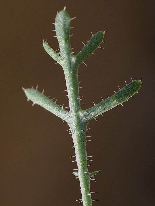 Euzomodendrom bourgaeanum.24