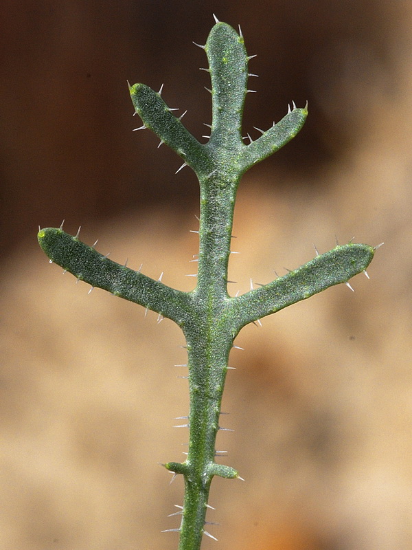 Euzomodendrom bourgaeanum.25