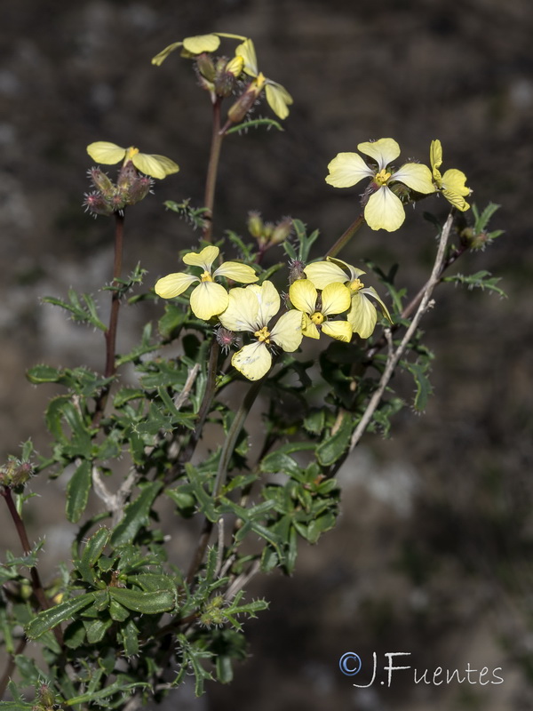 Euzomodendrom bourgaeanum.31