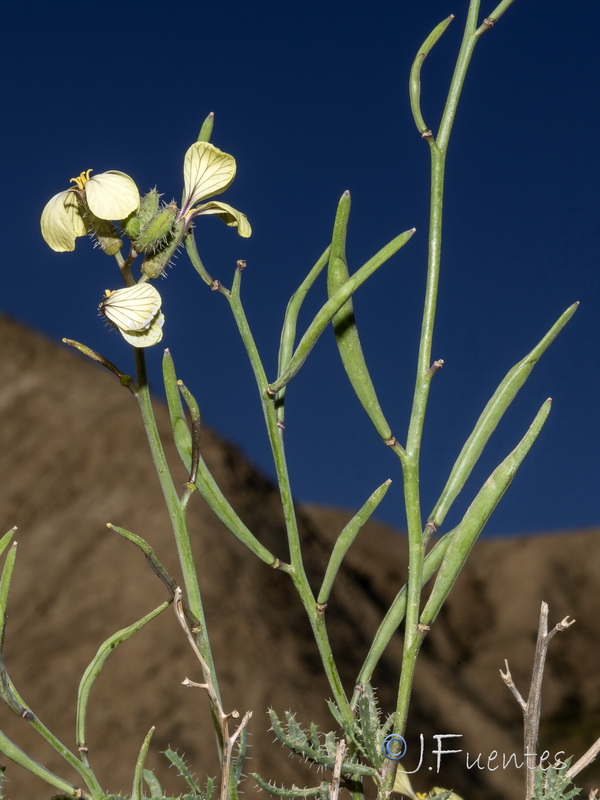 Euzomodendrom bourgaeanum.35