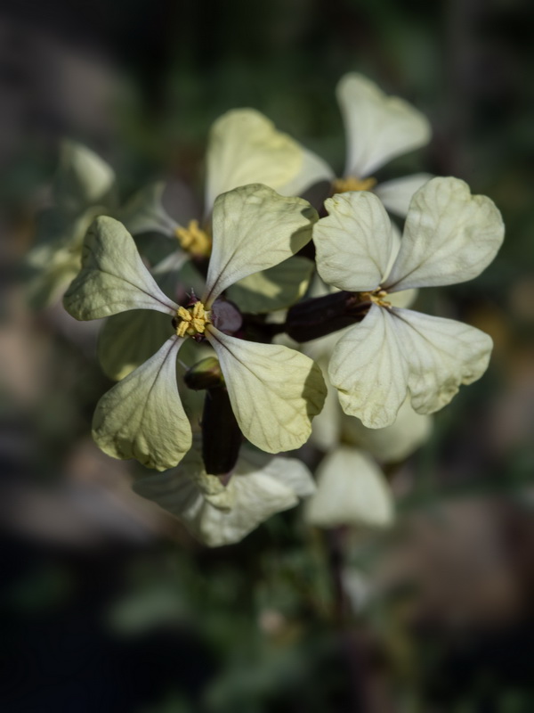 Euzomodendrom bourgaeanum.63