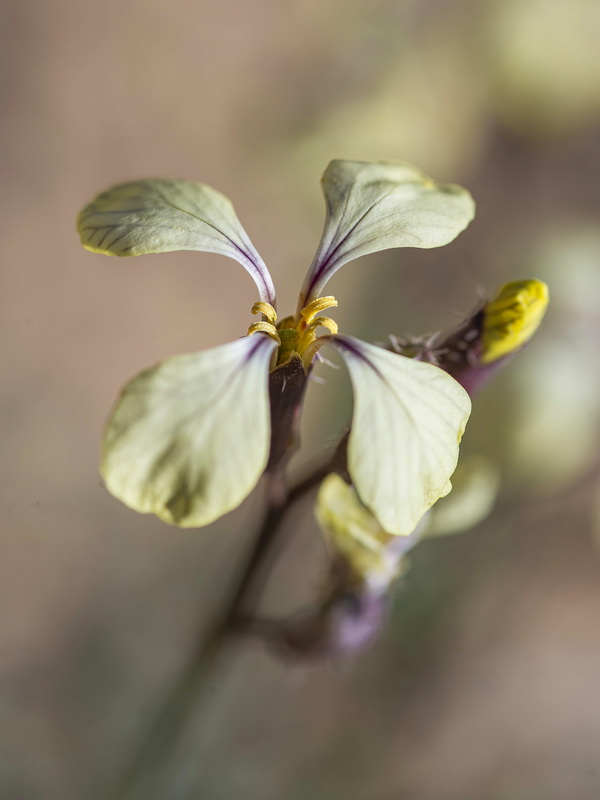 Euzomodendrom bourgaeanum.65