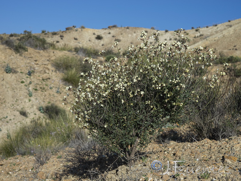 Euzomodendrom bourgaeanum.26