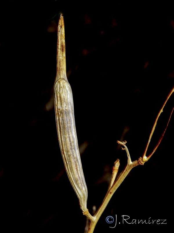 Euzomodendron bourgaeanum.45