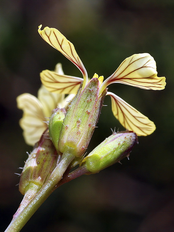 Euzomodendron bourgaeanum.07