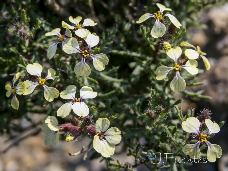 Euzomodendron bourgaeanum.20