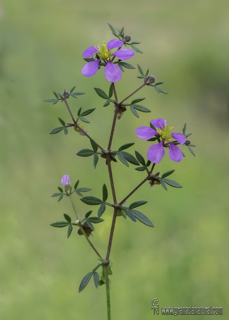 Fagonia cretica