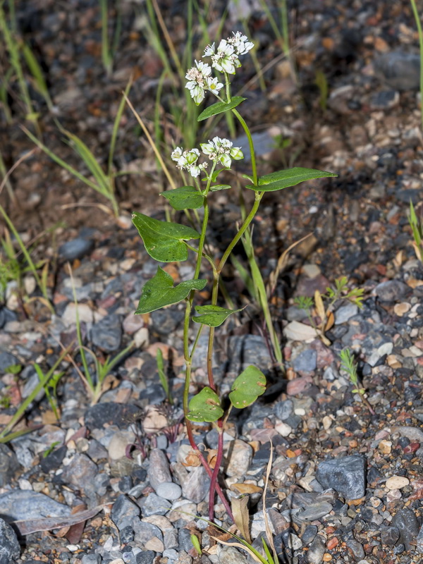 Fagopyrum esculentum.01