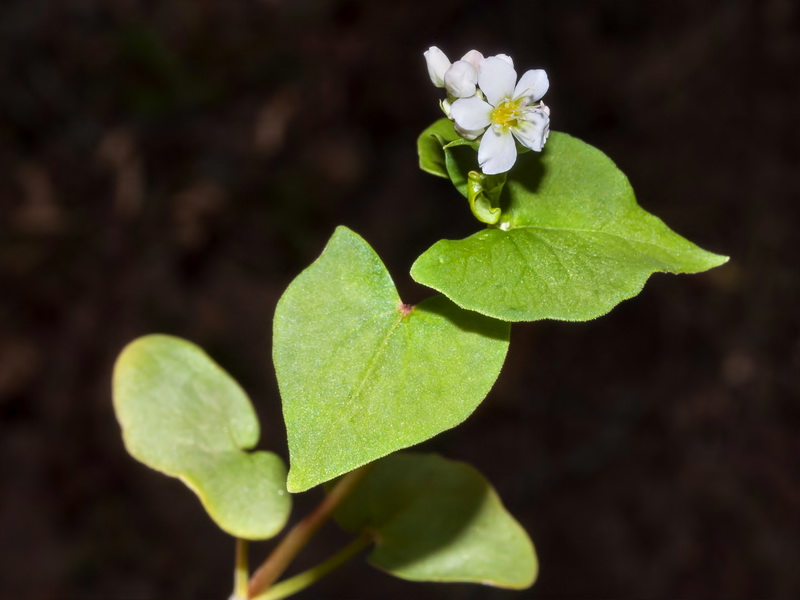 Fagopyrum esculentum.03