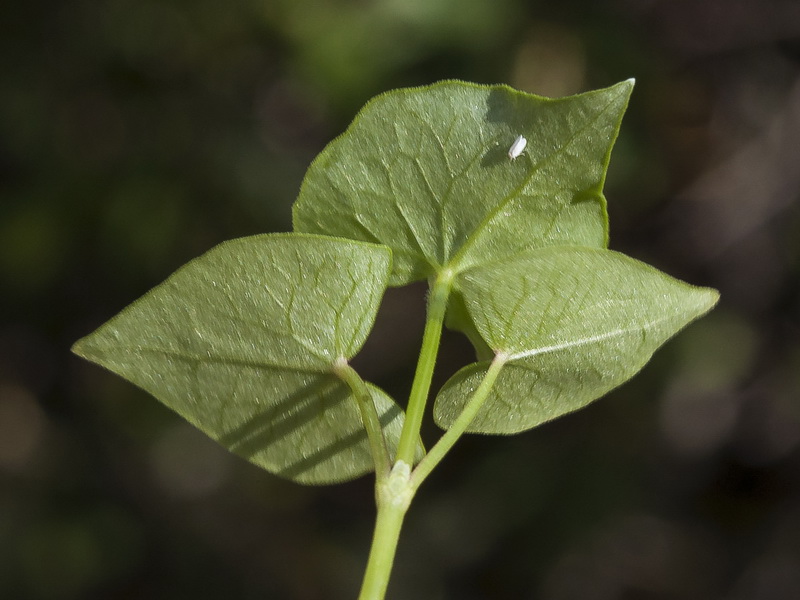 Fagopyrum esculentum.04