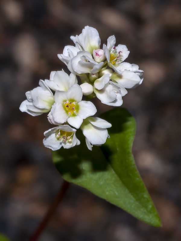 Fagopyrum esculentum.05