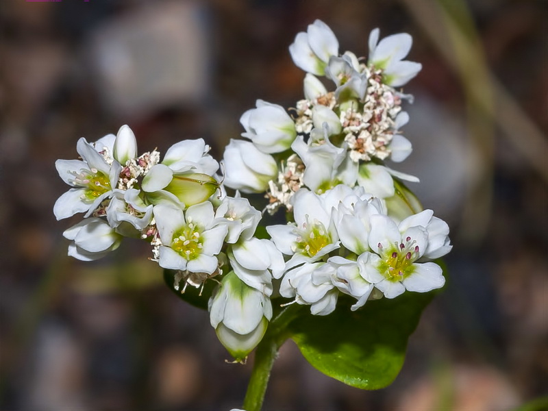 Fagopyrum esculentum.07