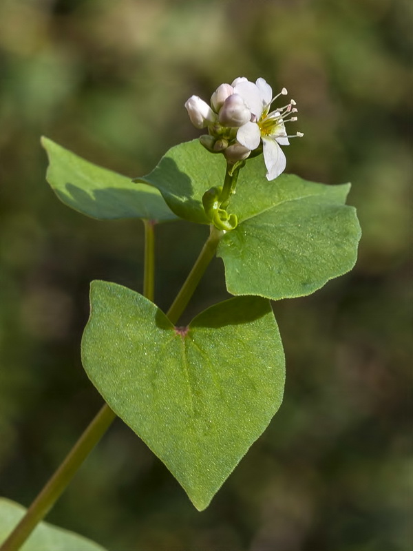 Fagopyrum esculentum.10