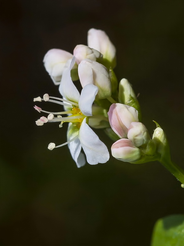 Fagopyrum esculentum.12