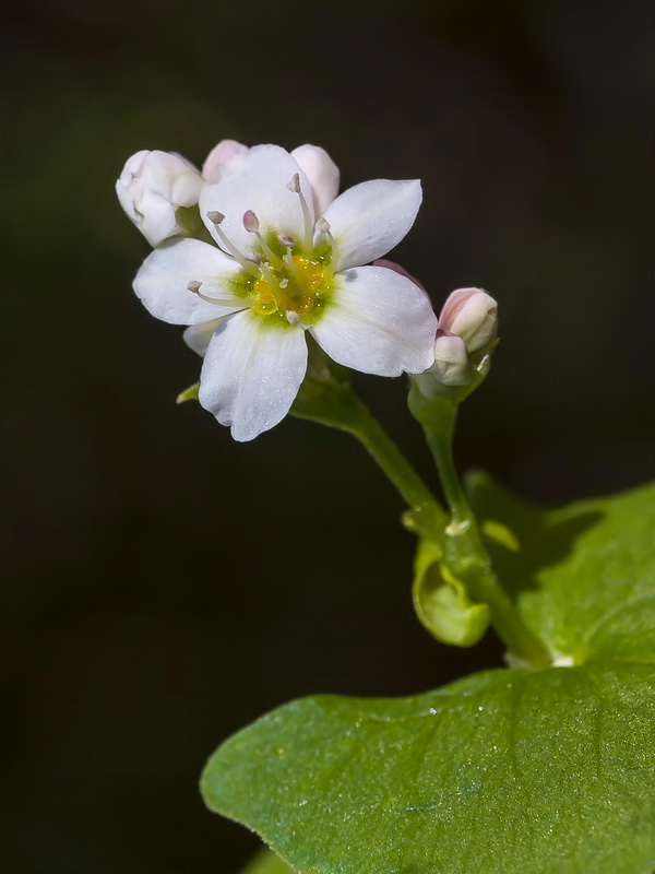 Fagopyrum esculentum.13